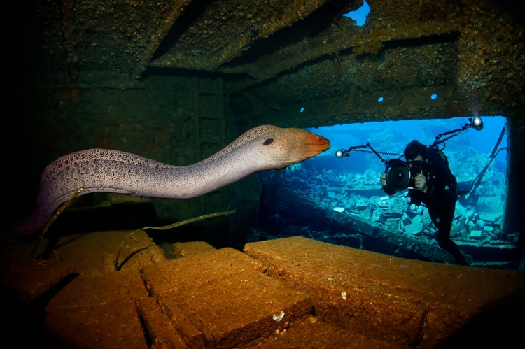 Underwater Photographer of the Year 2015.

Zwycięzca kategorii International Wrecks. 

"Eelastic", fot. Tobias Friedrich